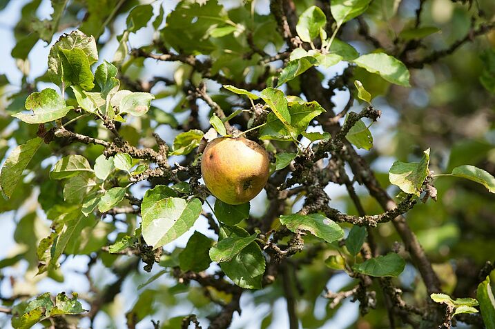 Apfelfrucht (Foto: Heide Frobel/BN)
