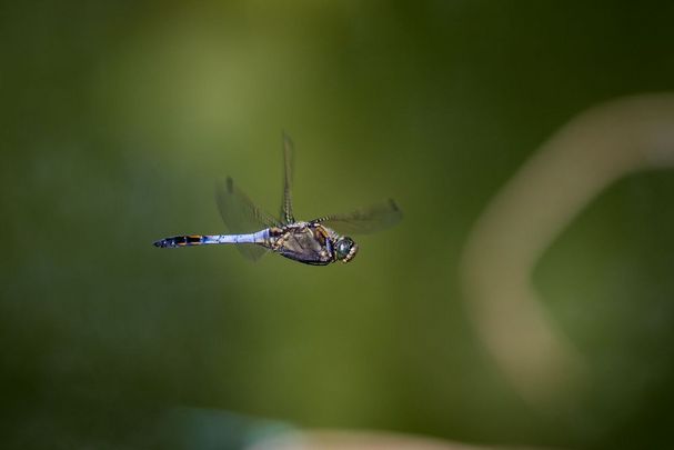 Männchen des Großen Blaupfeils (Foto: Falko Heidecke) Ein fliegender männlicher Großer Blaupfeil (Orthetrum cancellatum), bei jungen Männchen ist der Hinterleib braun.