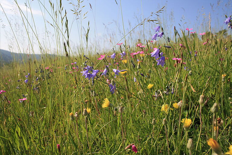 Eine bunte Blumenwiese