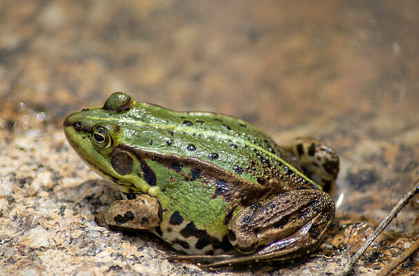 Bayerns Froschlurche bestimmen | BUND Naturschutz