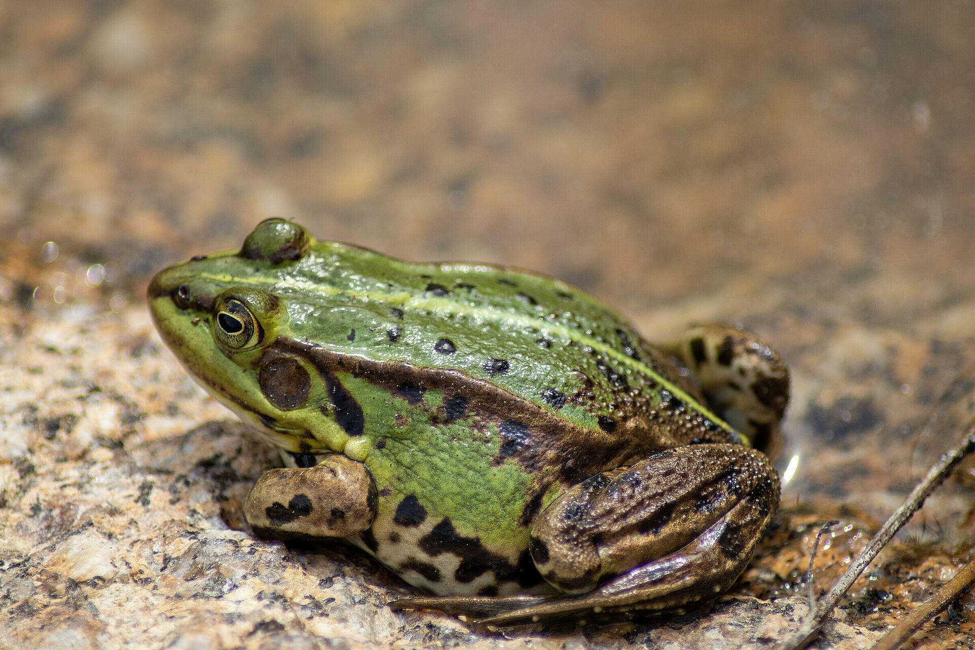 Steckbrief Teichfrosch BUND Naturschutz