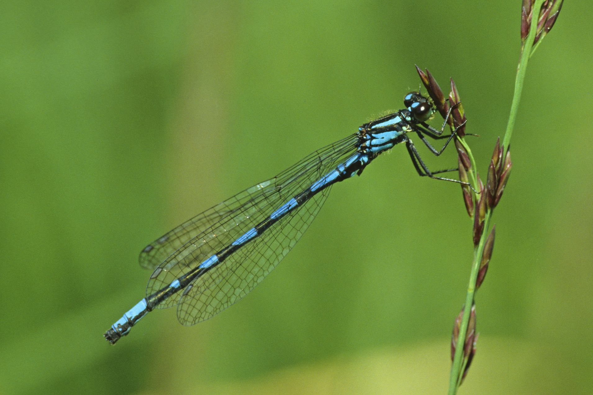 Männchen der Sibirischen Azurjungfer (Foto: Heiko Bellmann) Eine männliche Sibirische Azurjungfer (Coenagrion hylas)