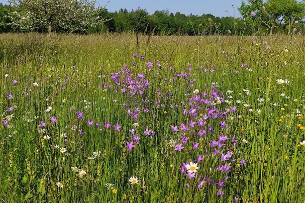 Wiesen-Glockenblumen auf der nördlichen Sanatoriumswiese Foto: S. Roelke