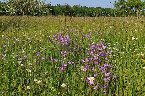 Wiesen-Glockenblumen auf der nördlichen Sanatoriumswiese Foto: S. Roelcke