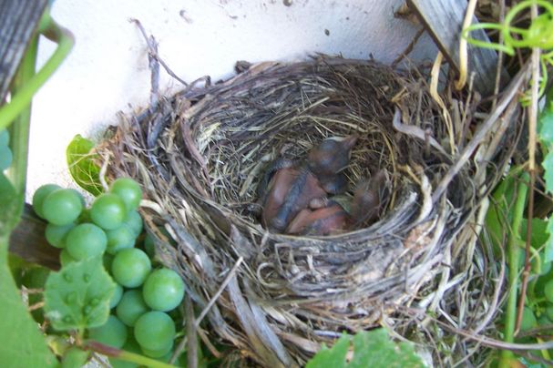Jungvögel im Nest Foto: R.Kreuzer