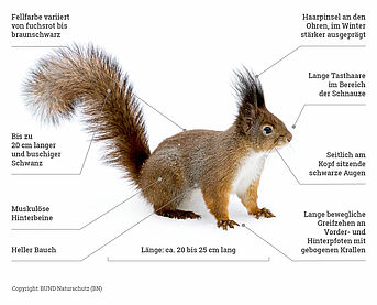 Eichhörnchen Schaubild mit Informationen zum Körperbau 