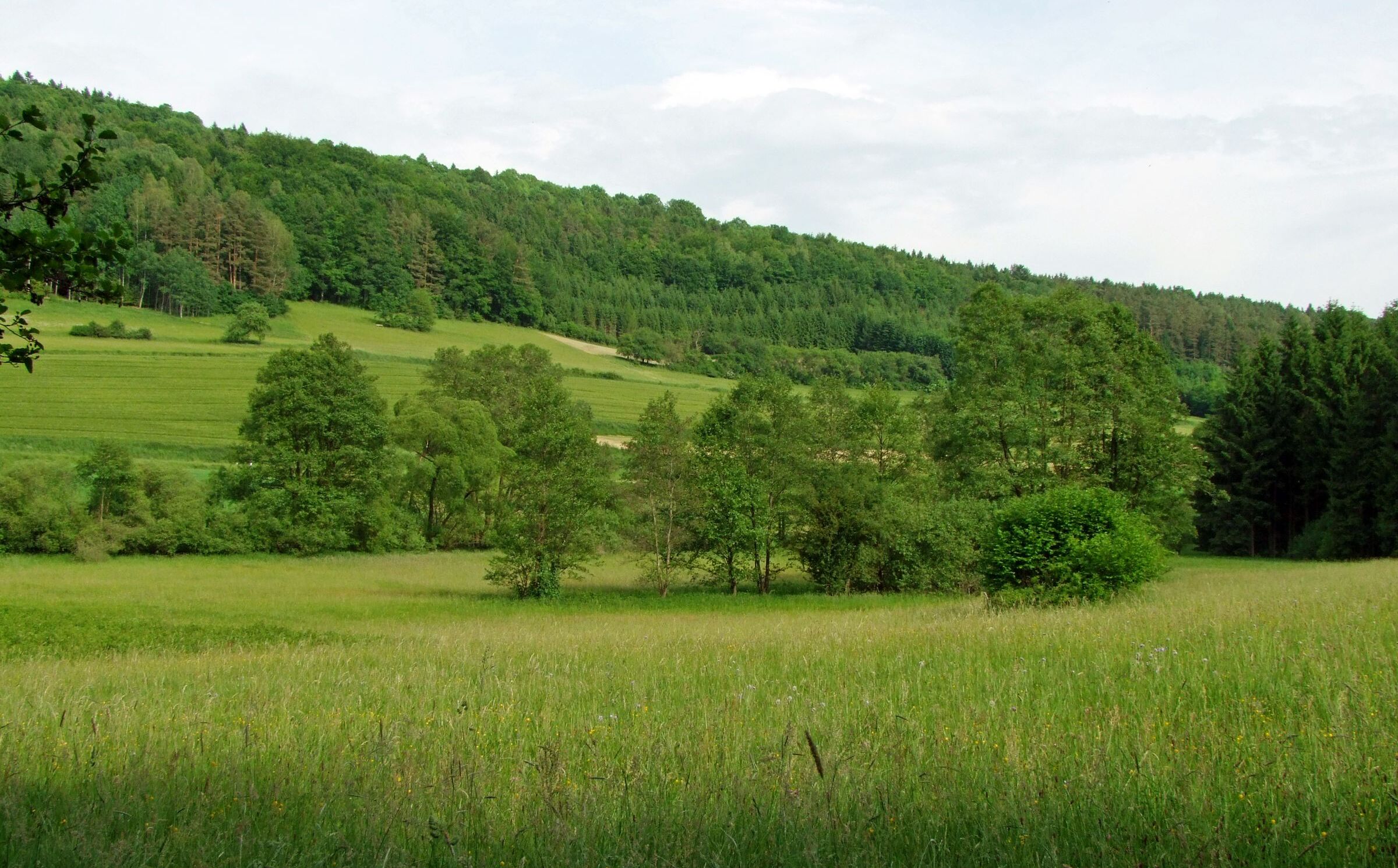 Wiesen und Hecken im Püttlachtal