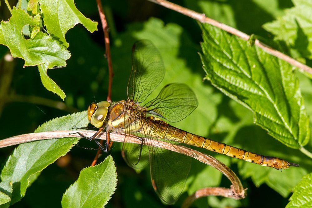 Weibchen der Keilfleck-Mosaikjungfer (Foto: Falko Heidecke) Eine weibliche Keilfleck-Mosaikjungfer (Aeshna isoceles)