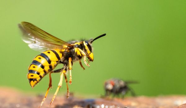 Wespen jagen vor allem andere Insekten und halten uns damit so manchen Plagegeist vom Leib. (Foto: Lothar Lenz/stock.adobe.com) Wespe auf der Jagd fliegt eine Fliege an.