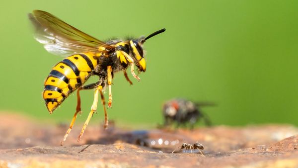 Wespe auf der Jagd fliegt eine Fliege an.