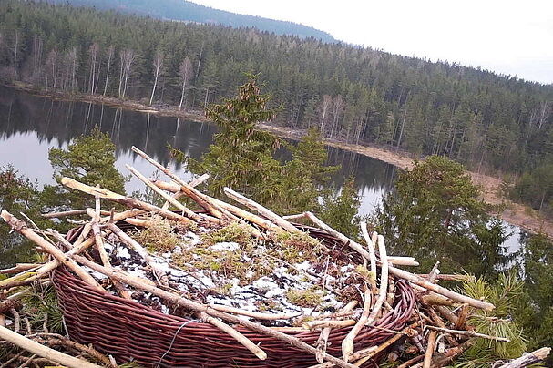 Fischadlerhorst Breiter Teich Selb Fichtelgebirge