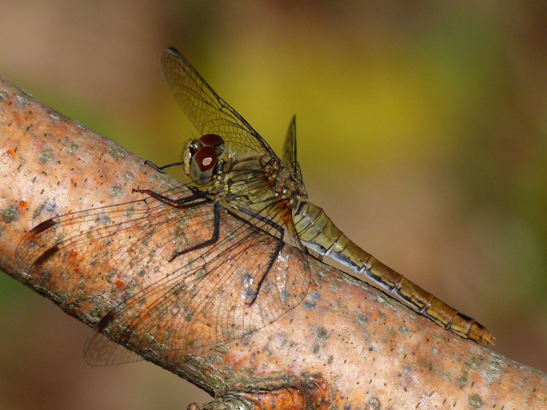 Weibchen der Blutroten Heidelibelle (Foto: Günter Farka)