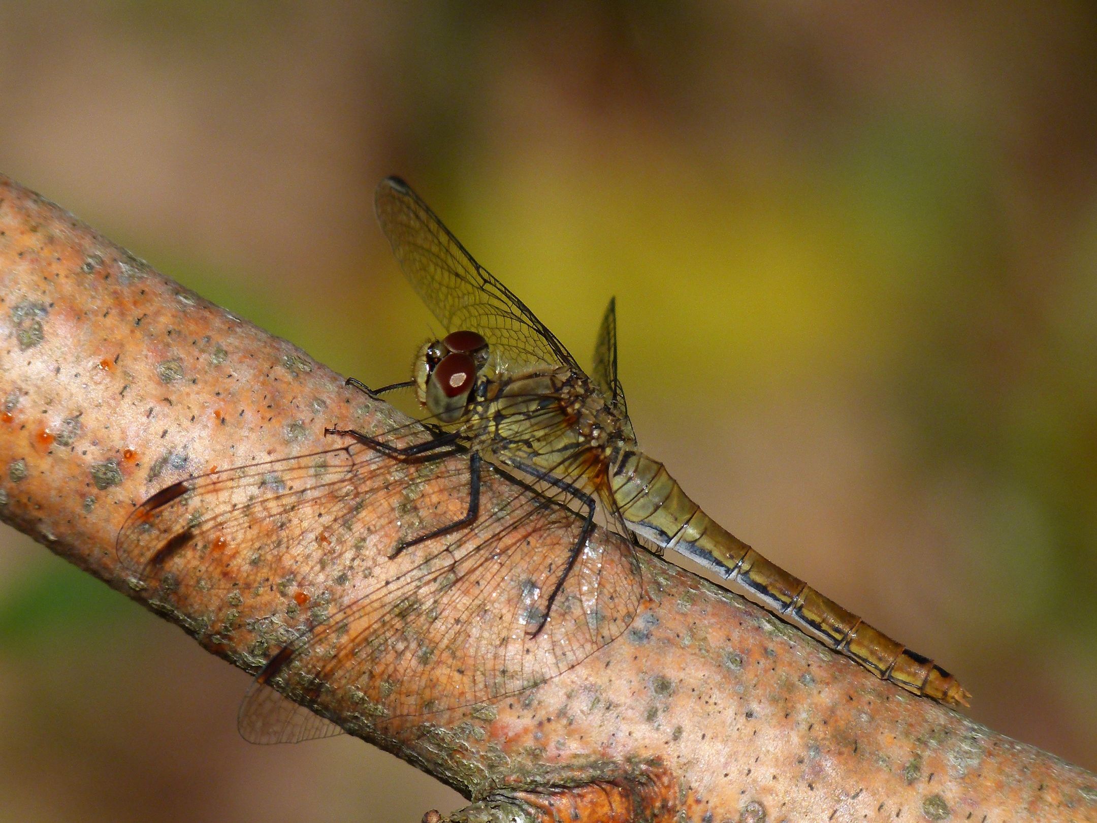 Weibchen der Blutroten Heidelibelle (Foto: Günter Farka)