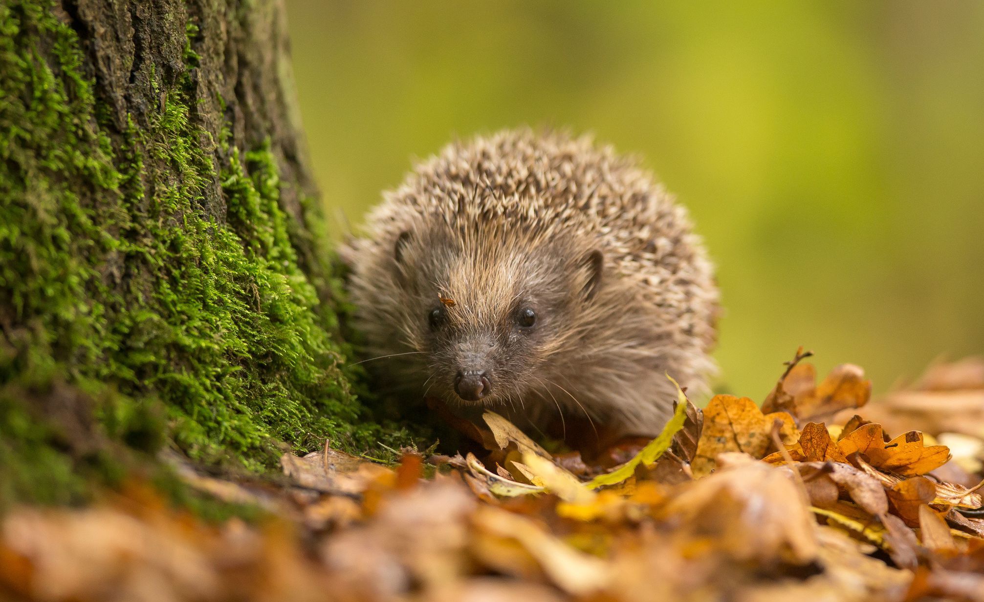 Igel auf Futtersuche (Foto: mbridger68/fotolia.com)