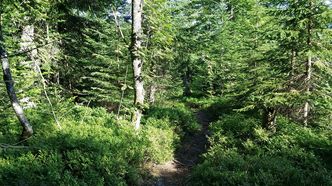 Im Schutz der alten, abgestorbenen Bäume wächst ein vielfältigerer und stabilerer Wald nach. (Foto: Holger Lieber) Im Schutz der alten, abgestorbenen Bäume wächst ein vielfältigerer und stabilerer Wald nach. (Foto: Holger Lieber)