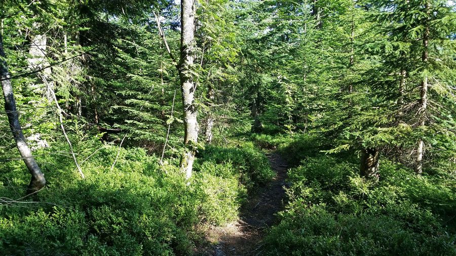 Borkenkafer Im Nationalpark Bayerischer Wald