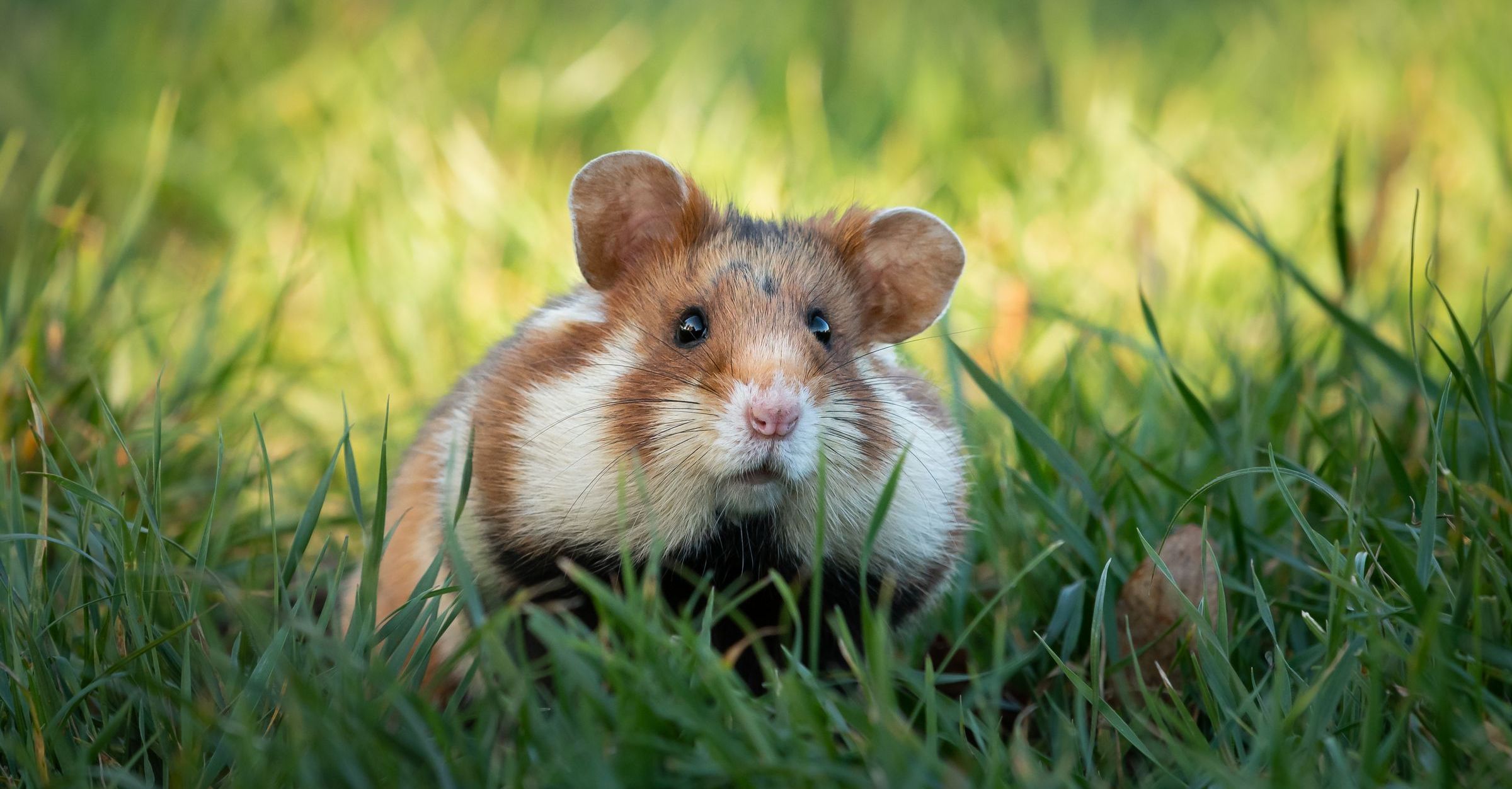 Artenvielfalt in der Landwirtschaft: Ein niedlicher Feldhamster sitzt in einer Wiese (Foto: Stefan/stock.adobe.com)
