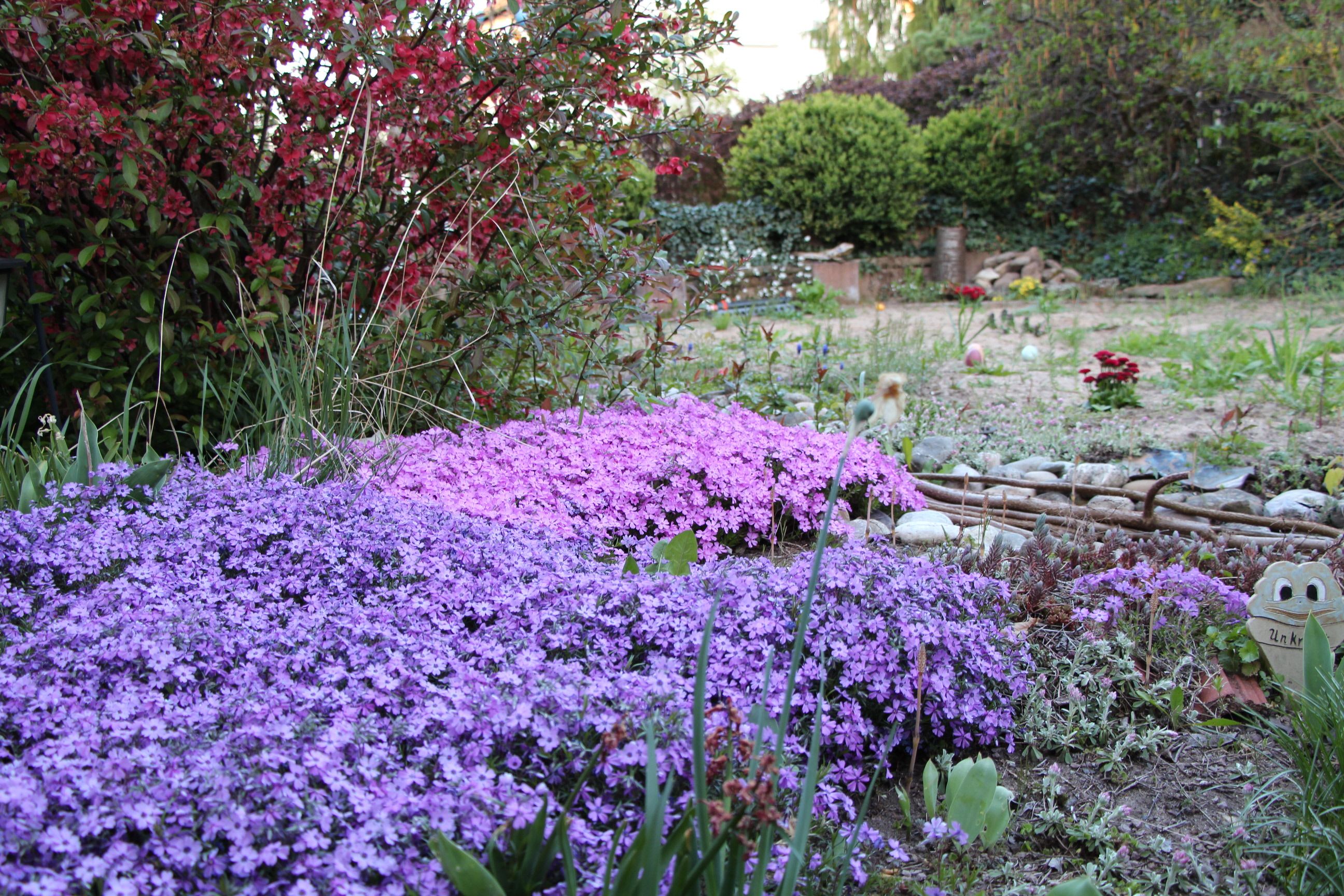 Foto: Klaus Hubl Natürlich gärtnern: Ein wildes Blütenmeer bietet Futter für Bienen und andere Insekten