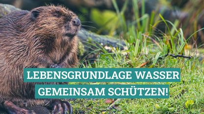 Ein Biber sitzt im Gras am Ufer. Darüber ein Schriftzug "Lebensgrundlage Wasser gemeinsam schützen!"