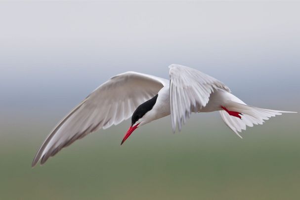 Eine fliegende Flussseeschwalbe