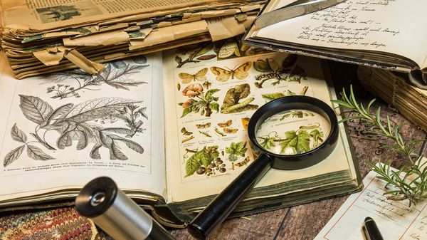 Unkraut im Garten anpflanzen: EIn aufgeschlagenes Bestimmungsbuch für Pflanzen liegt auf einem Holztisch. Auf dem Buch liegt eine Lupe.