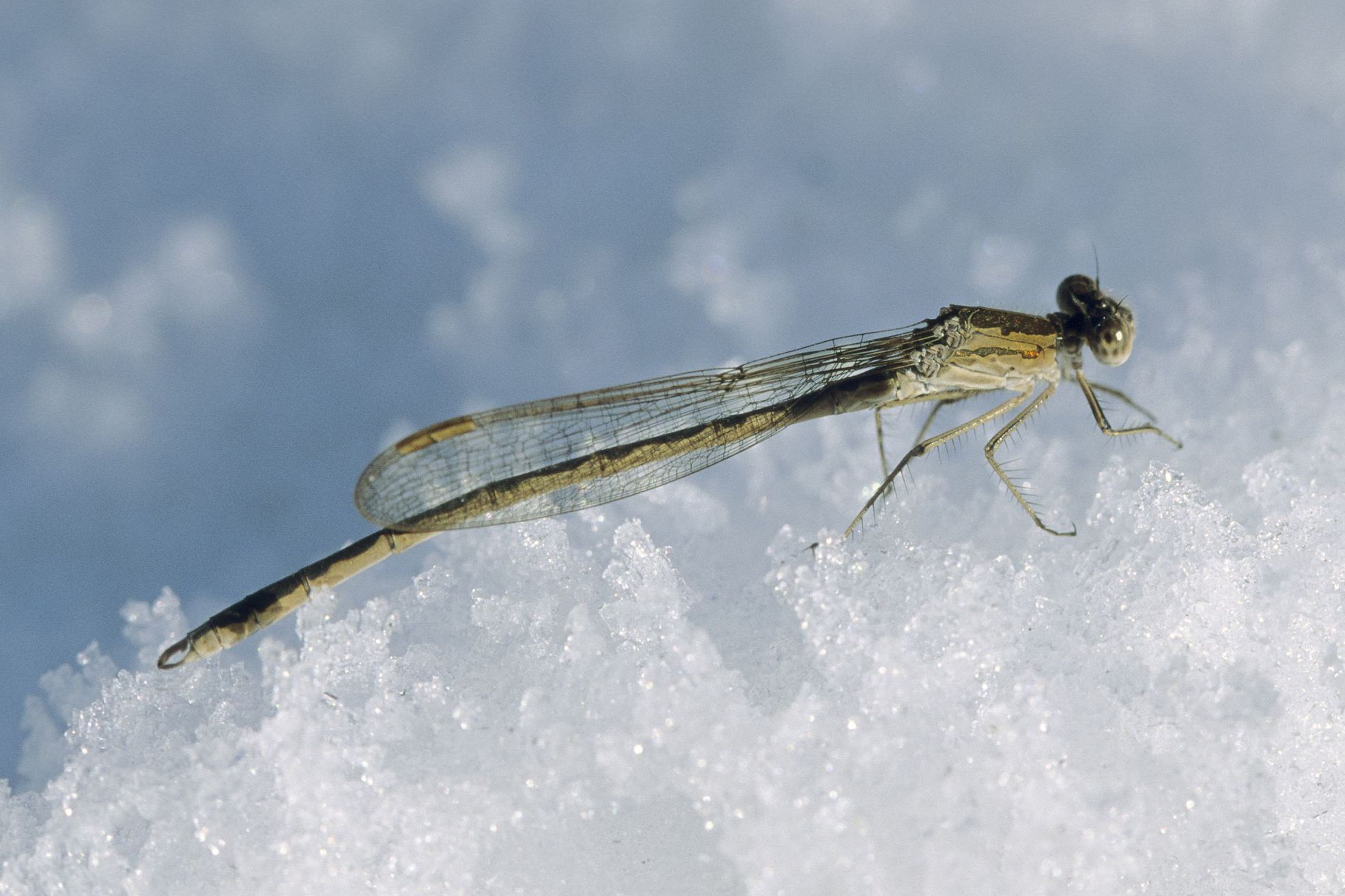Männchen der Sibirischen Winterlibelle (Foto: Heiko Bellmann) Eine männliche Sibirische Winterlibelle (Sympecma paedisca) sitzt im Schnee.