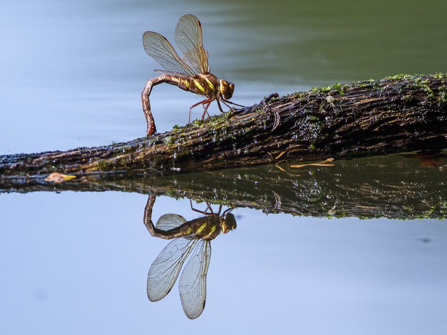 Ein Weibchen der Braunen Mosaikjungfer (Aeshna grandis) mit gekrümmtem Körper sitzt auf einem halb im Wasser liegenden Ast.
