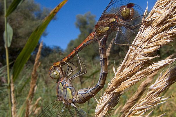 Große Heidelibellen bei der Paarung, Männchen oben (Foto: Wolfgang Willner) Große Heidelibellen (Sympetrum striolatum) bei der Paarung, das Männchen (oben) hält das Weibchen am Kopf fest.