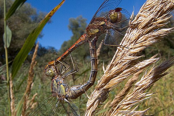 Große Heidelibellen (Sympetrum striolatum) bei der Paarung, das Männchen (oben) hält das Weibchen am Kopf fest.