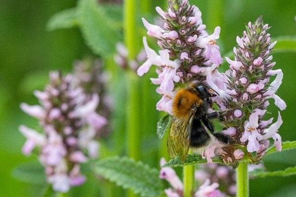 Baumhummel (Bombus hypnorum) an Heil-Ziest (Stachys officinalis). © Petra Kneib Baumhummel (Bombus hypnorum) an Heil-Ziest (Stachys officinalis). © Petra Kneib