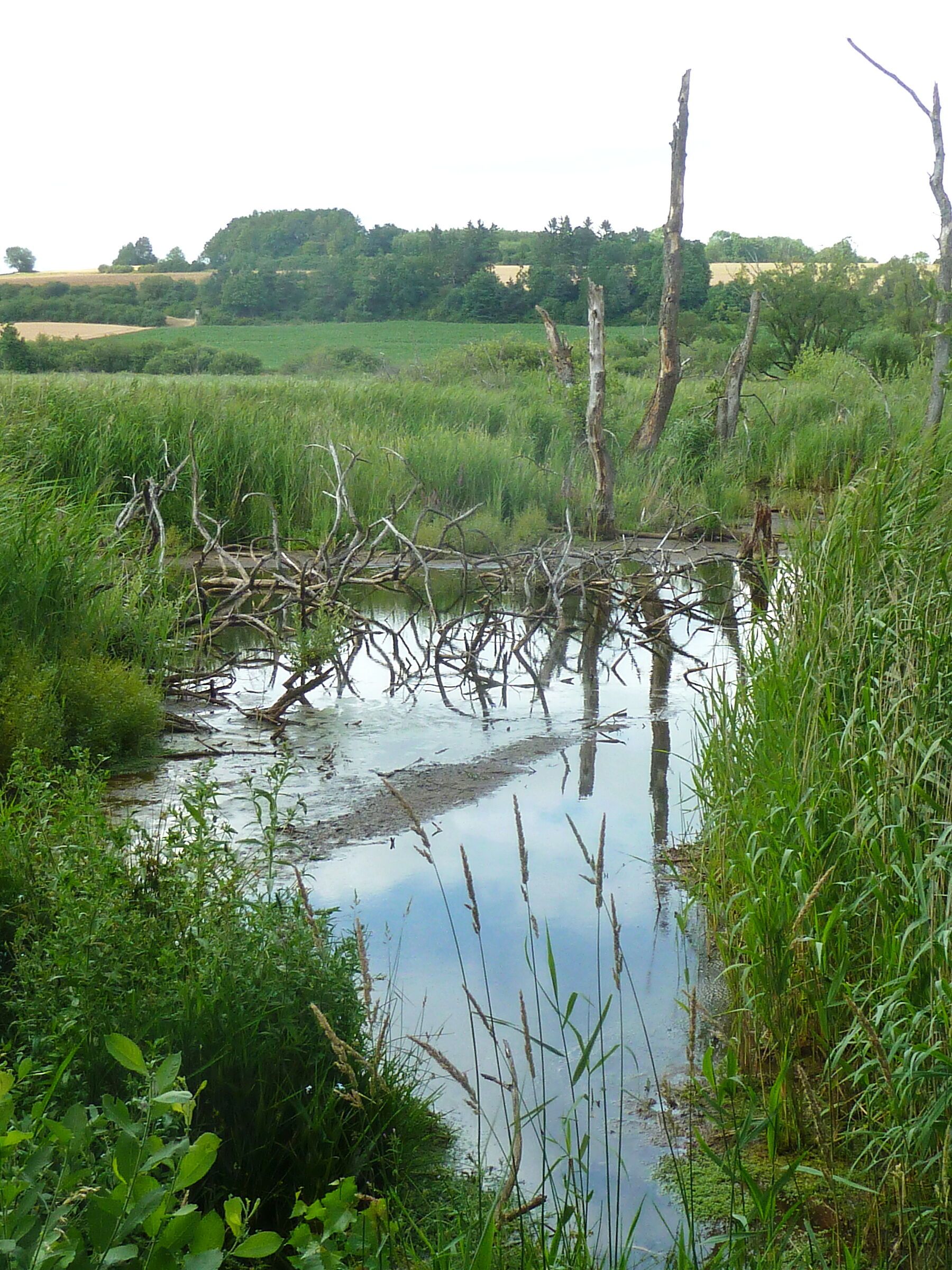 Deusmauer Moor (Foto: Winfried Berner) Ein Gewässer im Deusmauer Moor, das Ufer ist begrünt, aus dem Wasser steht Totholz (Foto: Winfried Berner)