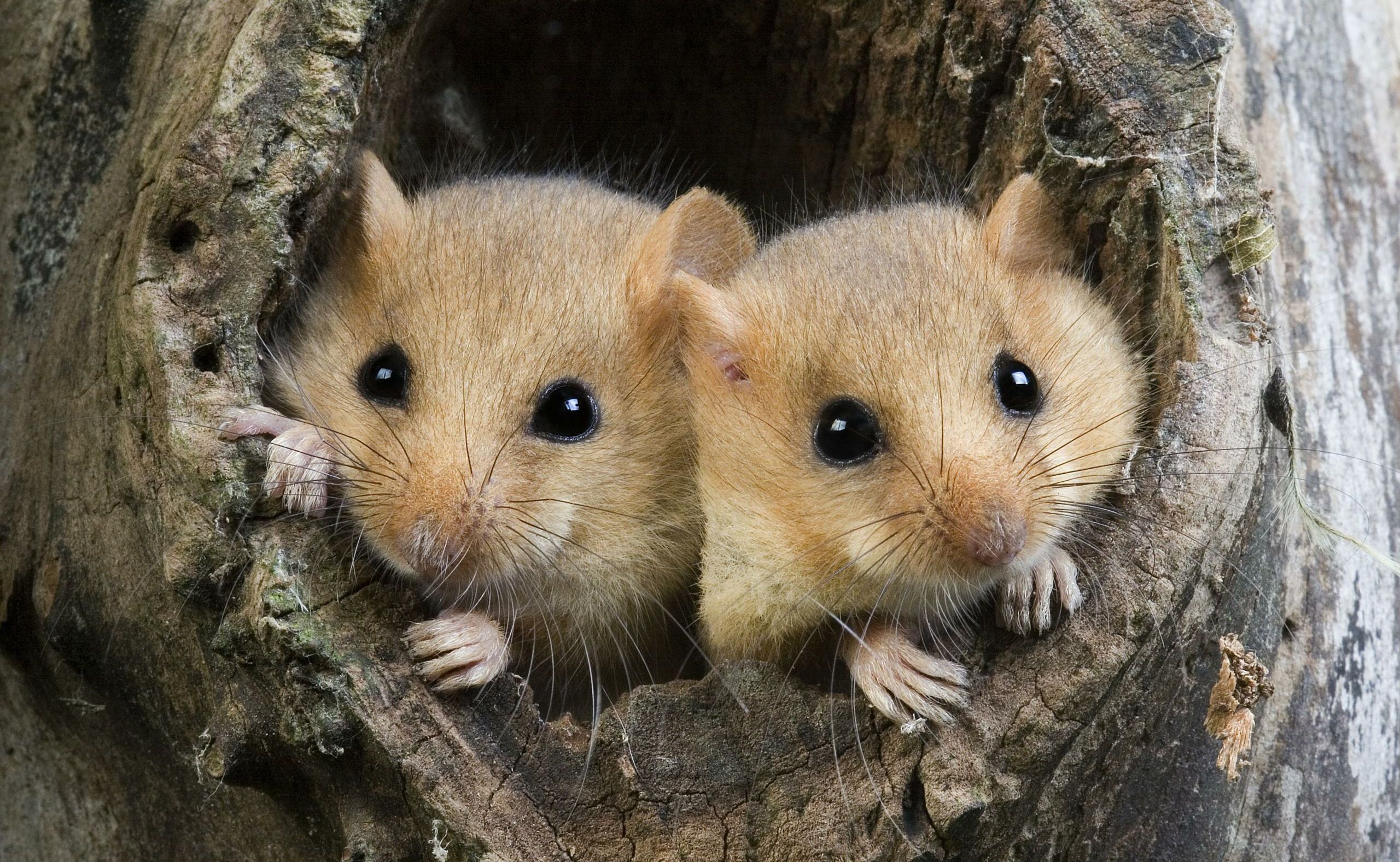 Foto: slowmotiongli / stock.adobe.com Zwei Haselmäuse, die aus einem Astloch schauen