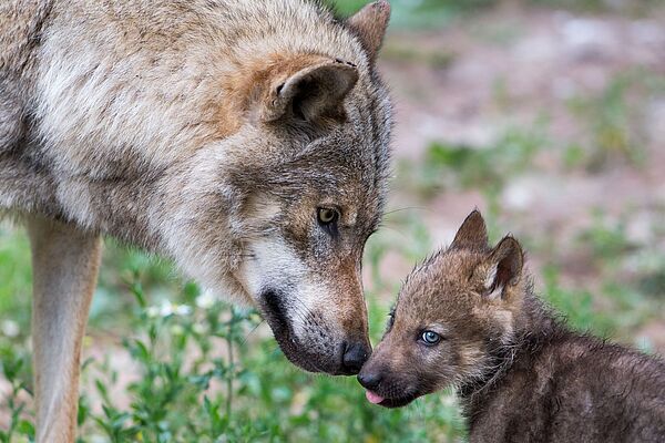 Ein erwachsener Wolf und ein Welpe beschnuppern sich. (Foto: Ralph Frank)