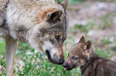 Wolf mit Welpen (Foto: Ralph Frank)