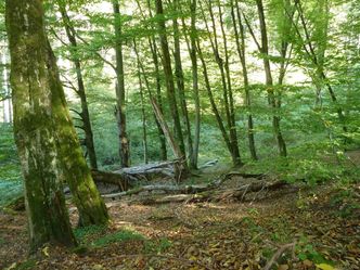 Wald im Hafenlohrtal (Foto: Winfried Berner)