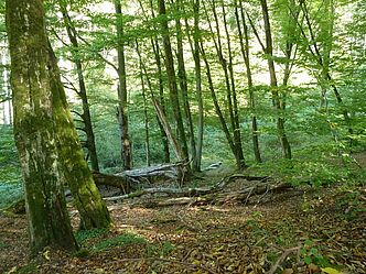 Wald im Hafenlohrtal (Foto: Winfried Berner)