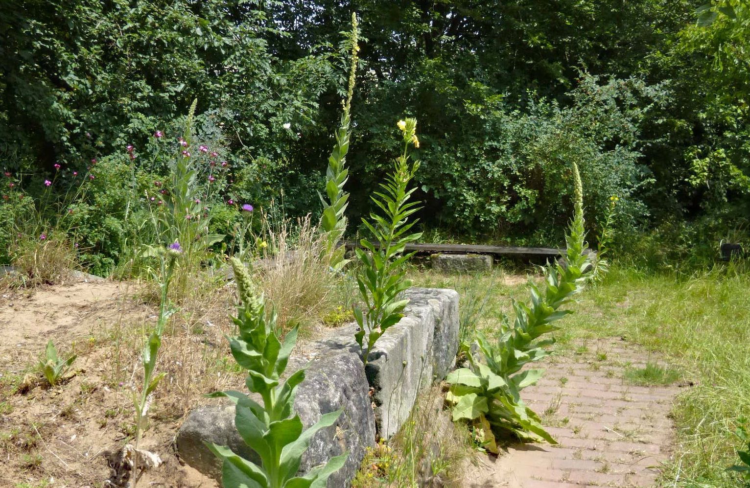 Sandgarten anlegen: Königskerzen in einem Sandgarten