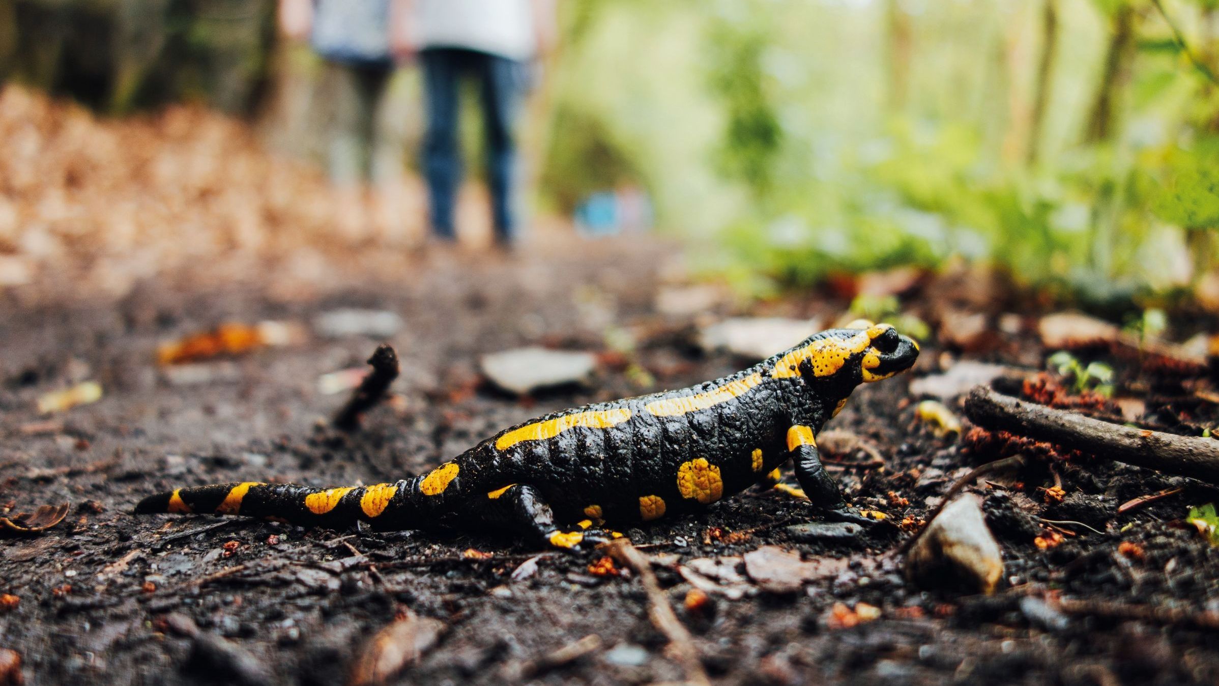 Ein Feuersalamander quert einen Waldweg, im Hintergrund sieht man Spaziergänger nahen.