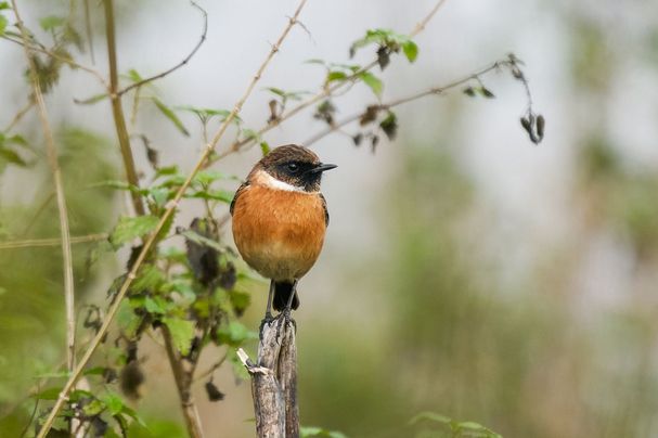 Schwarzkehlchen im Sacker Schnepfensumpf (Foto: Thomas Eckert) Schwarzkehlchen im Sacker Schnepfensumpf