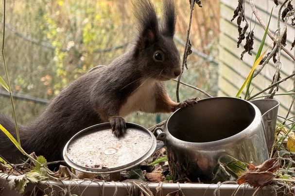 Eichhörnchen mit dunklem Fell