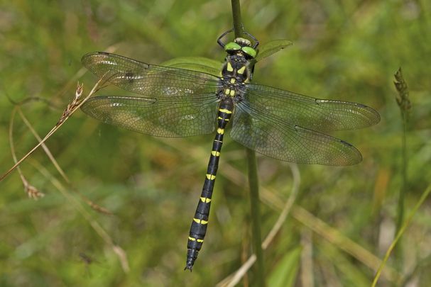 Männchen der Gestreiften Quelljungfer (Foto: Heiko Bellmann) Eine männliche Gestreifte Quelljungfer (Cordulegaster bidentata)