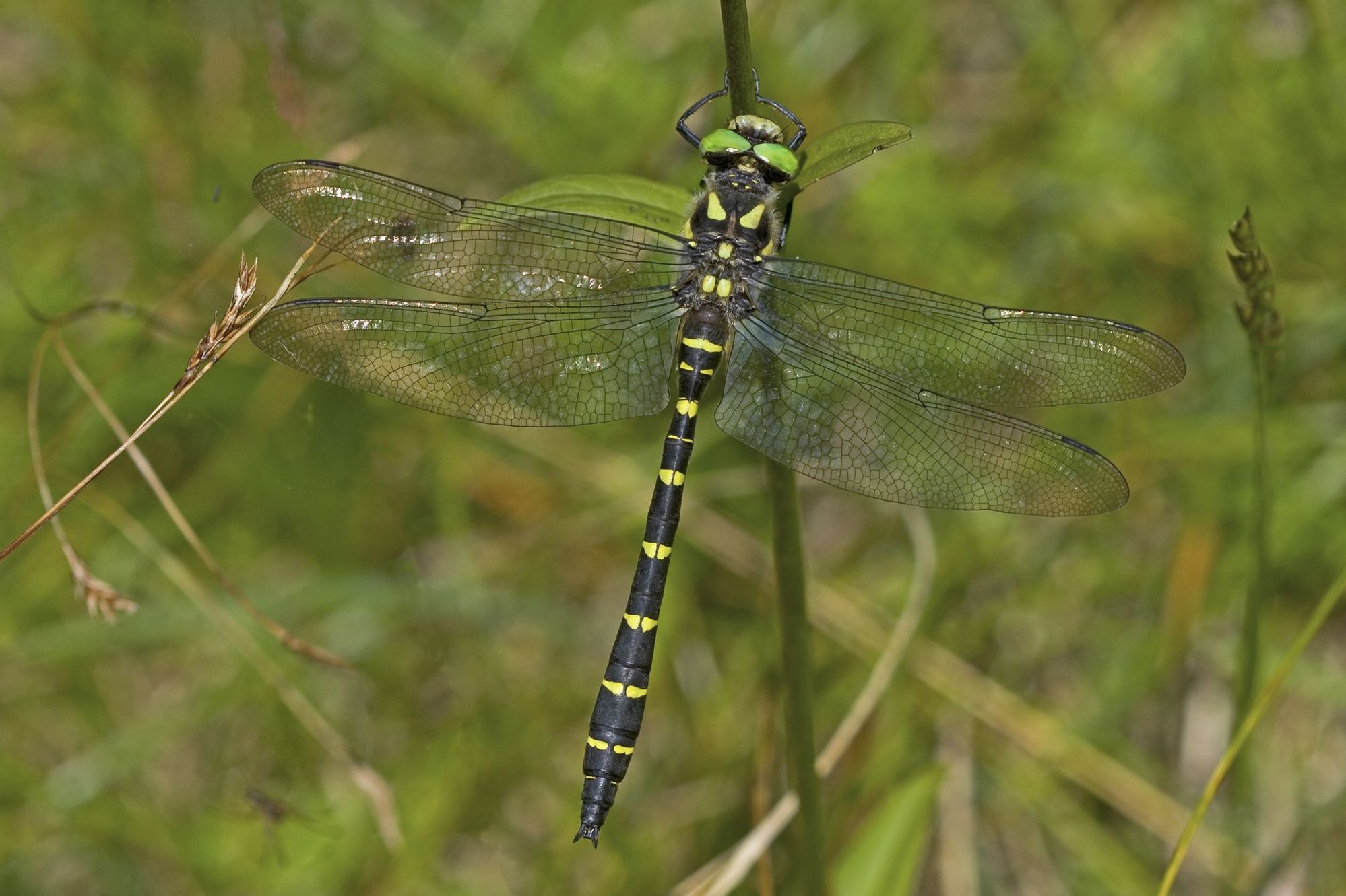 Eine männliche Gestreifte Quelljungfer (Cordulegaster bidentata)
