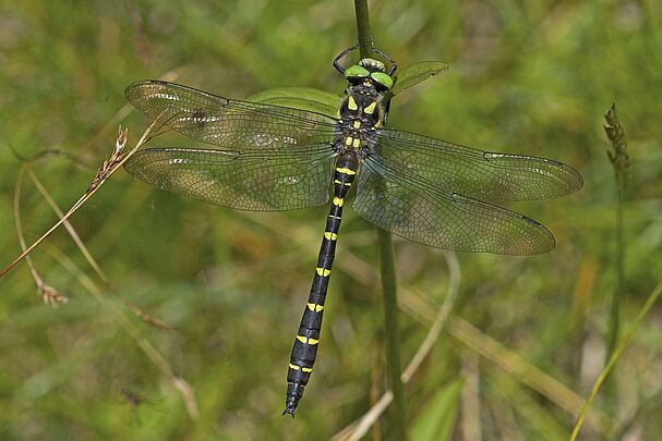 Eine männliche Gestreifte Quelljungfer (Cordulegaster bidentata)