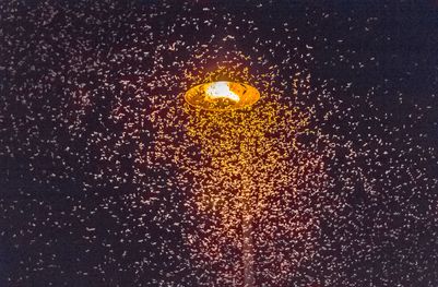Nuée d'éphémères attirés par la lumière d'un lampadaire