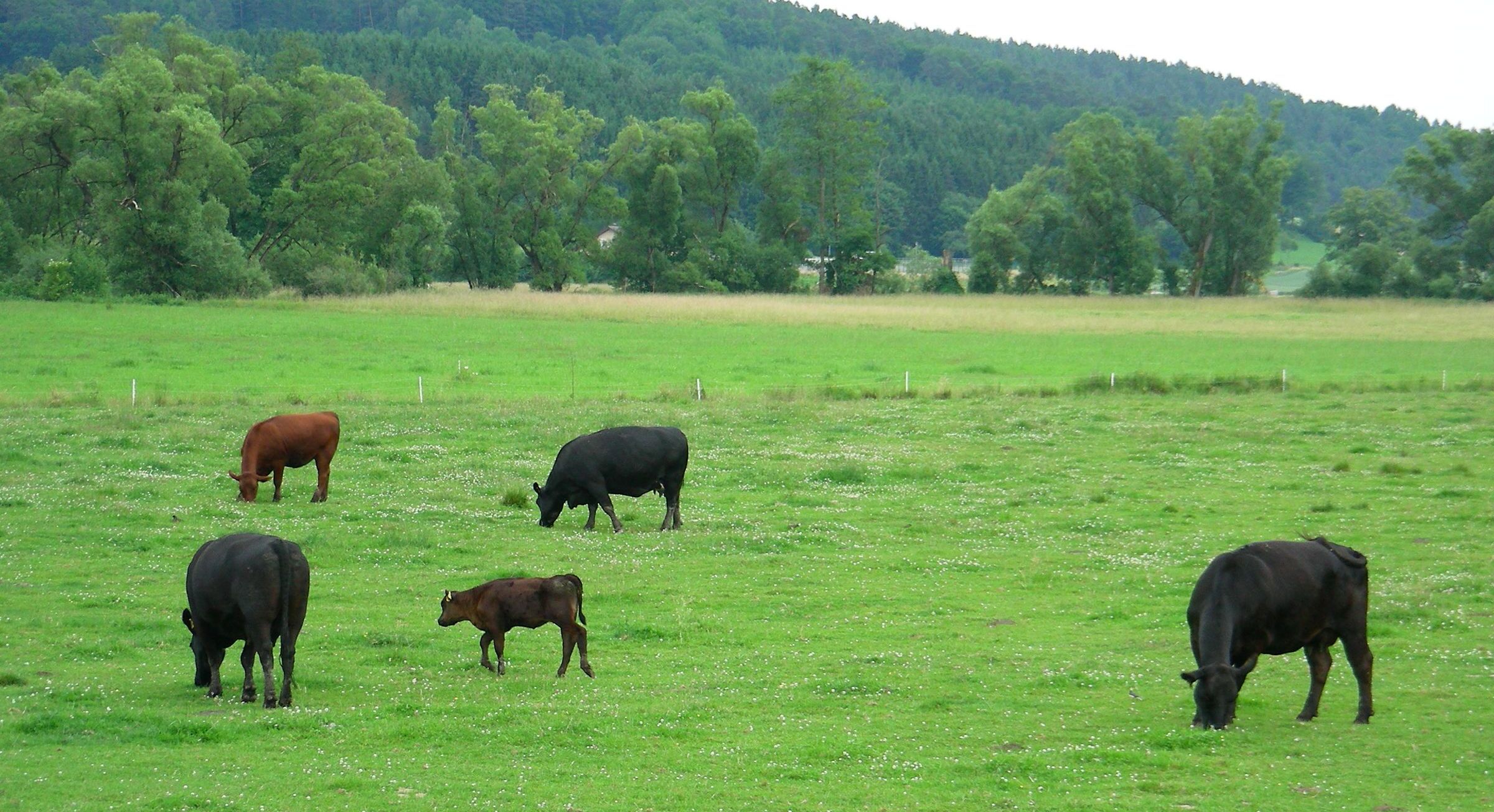 Vorbildlicher Schutz von Grünland – das BN-Weideprojekt Frankenwald