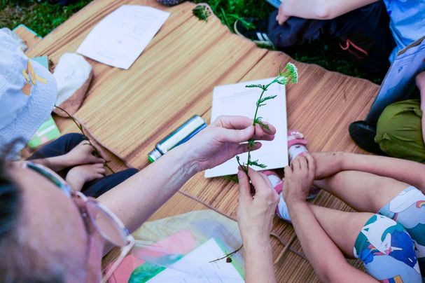 Wiesenblumen Bestimmung Kindergruppe