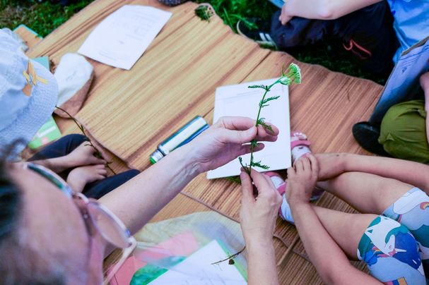 Wiesenblumen Bestimmung Kindergruppe