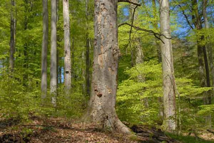 SW 005 0136