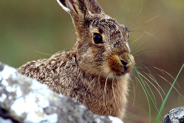 Osterhase in Not: Der Feldhase steht auf der Roten Liste der gefährdeten Tierarten.