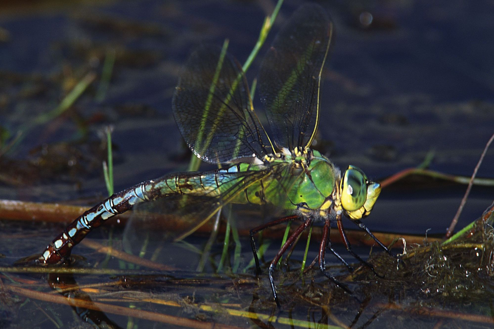 Eine weibliche Große Königslibelle (Anax imperator)